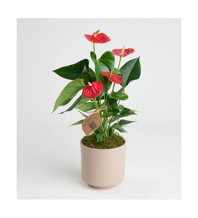 Gri Beton Saksıda Antoryum - Flamingo Çiçeği