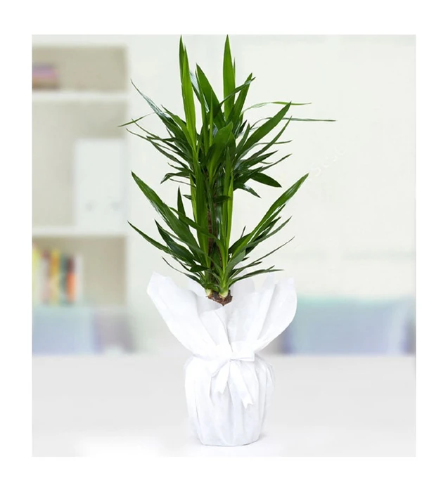 İkili Yucca Çiçeği