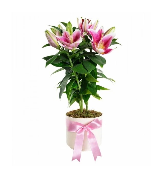 Saksıda Topraklı Pembe Lilyum